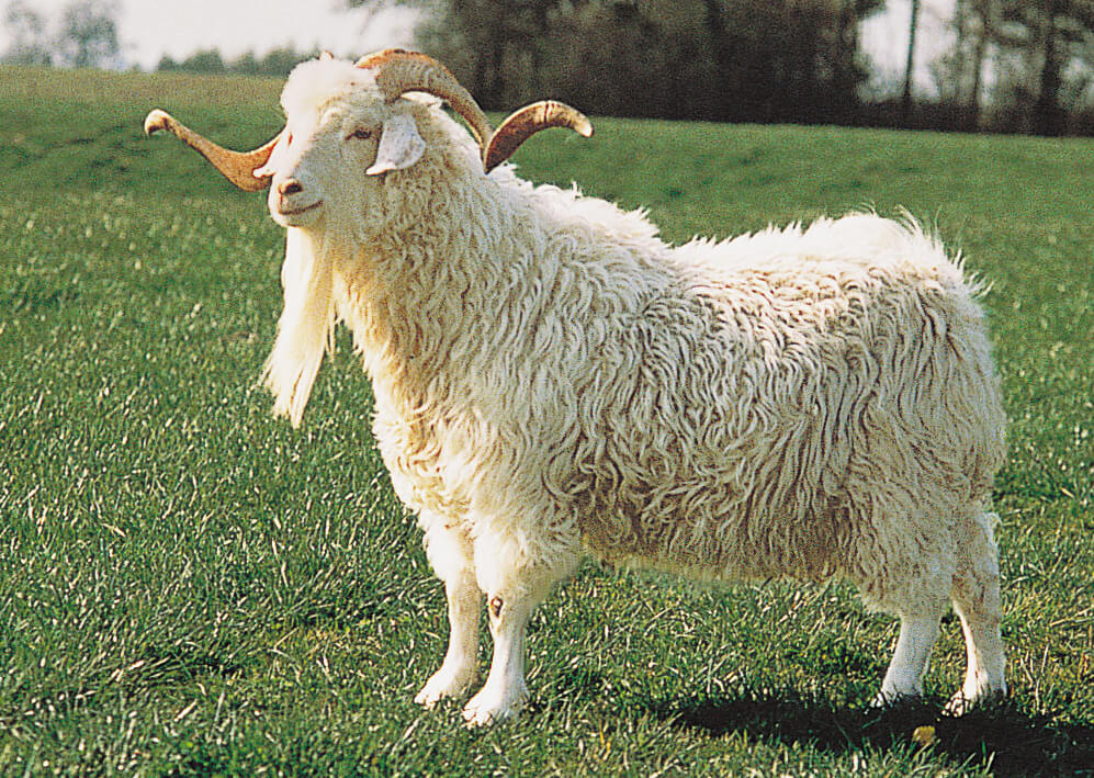 mohair-wool-angora-goat