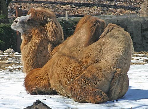 Introducing Wool Types (7): Camel Hair - Woolme News