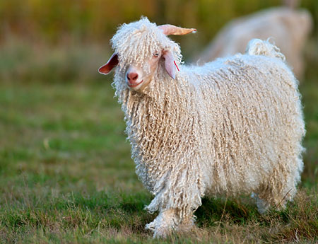 What is mohair wool - WoolMe